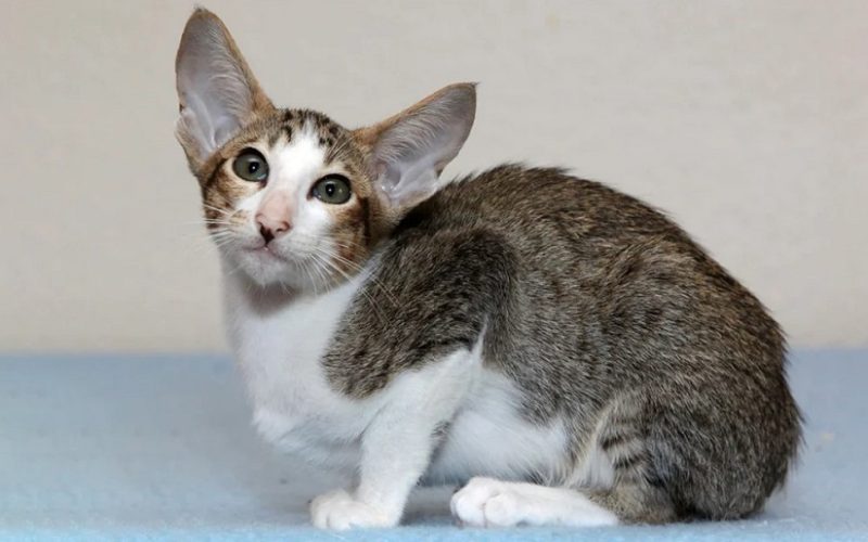 Oriental Shorthair Kedi Irkı Özellikleri, Karakteri, Bakımı ve Beslenmesi